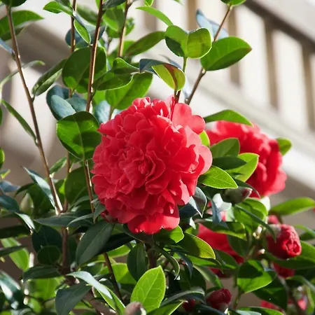 3 Pieces, Krutenau, Parking Prive Apartment Straßburg